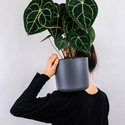 Sobre Nós Plants Store Gallery Img 1