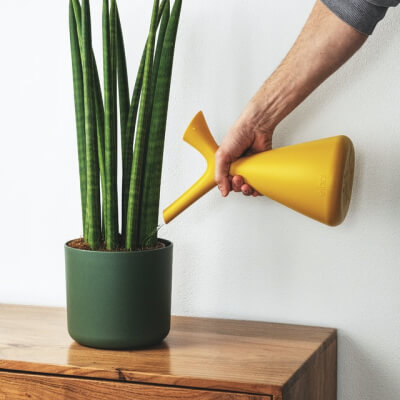 Sobre Nós Plants Store Gallery Img 2