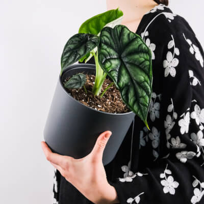 Sobre Nós Plants Store Gallery Img 4