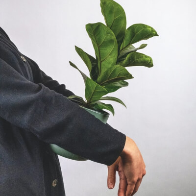 Sobre Nós Plants Store Gallery Img 6